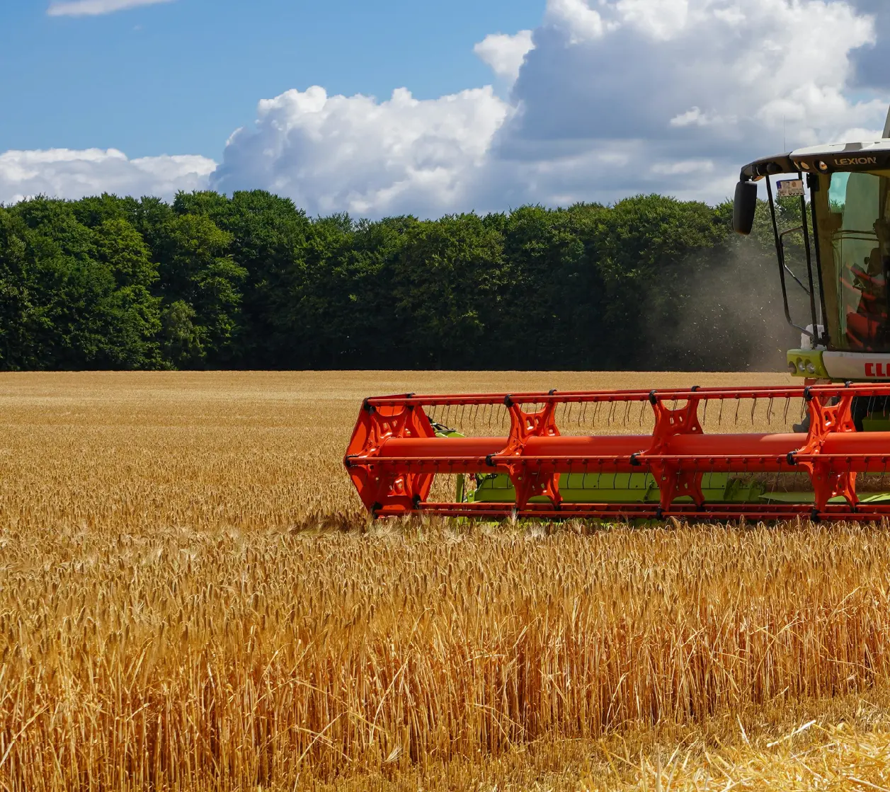 Metodo di Produzione Tortana Tortilla